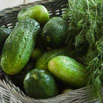 Огурцы: выращиваем и ухаживаем