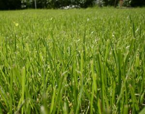 Всемирный фонд дикой природы проводит в Нахабино бал на траве 