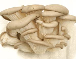 Мексиканка вырастила грибы на подгузниках