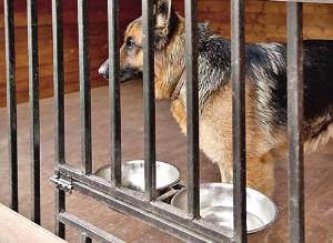 Породы собак для охраны участка