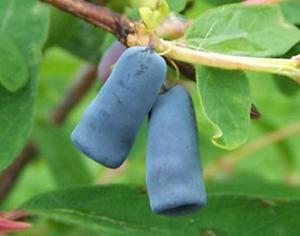 Амурские селекционеры вывели жимолость с банановым и земляничным вкусом