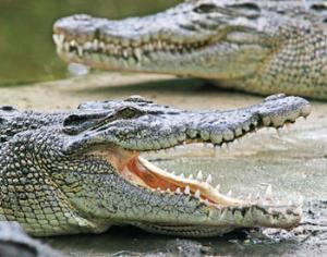 В Ялте открывается самый большой крокодиляриум