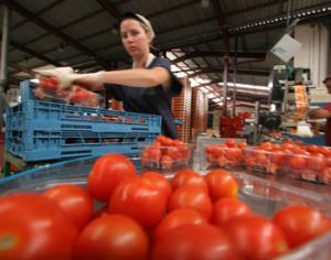 Шесть стран Европы ввозят в Россию свежие овощи