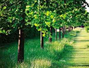 Деревья помнят свое детство