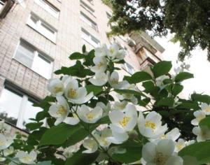 На английских газонах вырастут деревья