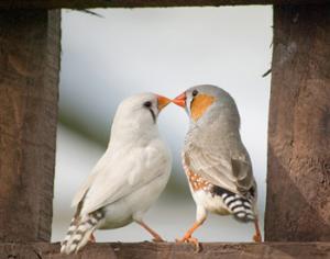 У привлекательного деда внуки более плодовиты