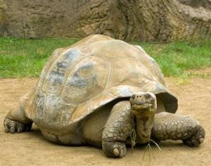 Питон, скунс и  бородатая ящерица оказались на улице