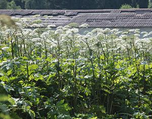Борщевик вызывает слепоту