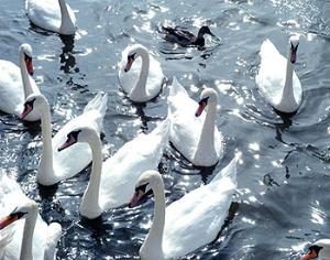 На Темзе переписали лебедей