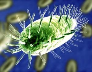 От ВИЧ помогает генно-модифицированный табак