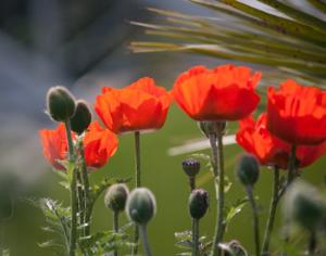 В Киеве состоится выставка цветов