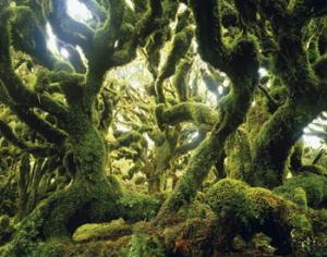 В Москву приехали лесные фото Яна-Артюса Бертрана