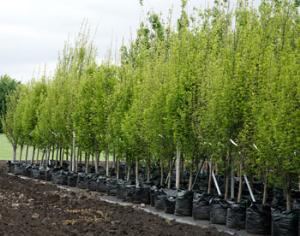 <strong>Renault</strong> посадит дерево за каждый проданный Megane и Fluence российской сборки