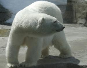 В Мурманске появится первый в мире Арктический музей