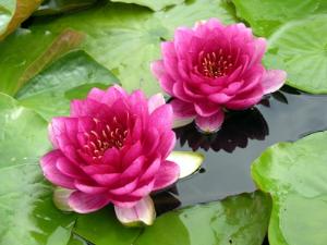 На ВВЦ покажут водные и прибрежные цветы