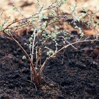 Пересадка растения с закрытой корневой системой