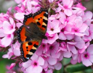 Цветоводы Санкт-Петербурга приурочили выставку цветов к юбилею Лавры