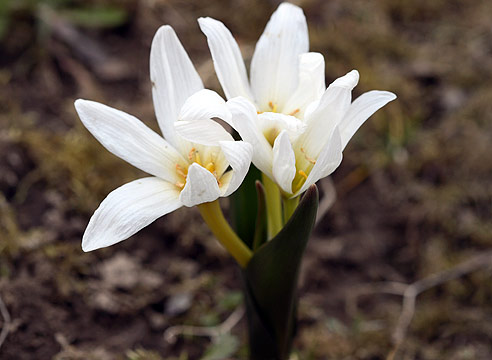 Безвременник Совича