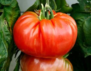 Помидор-тяжеловес принес сибиряку автомобиль