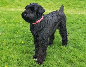 Назначен штраф за купирование хвостов и ушей собакам