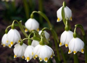 Белоцветник весенний