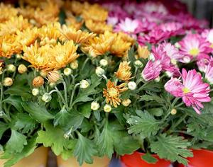 50-летний юбилей хризантемы на радио <strong>Маяк</strong>