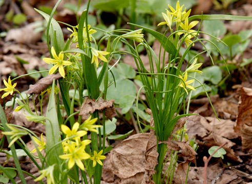 Гусиный лук, Gagea lutea