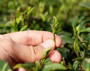 Адыгейский чай выживает в лютую стужу