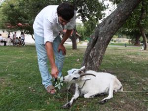 Мини-зоопарк открылся в московском Парке Горького