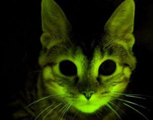 Светящиеся кошки спасут человечество от СПИДа