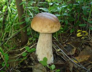 В Сыктывкаре открыли самый узкий в мире переулок