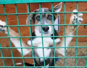 В Санкт-Петербурге состоится выставка-раздача бездомных животных