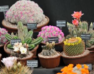 В Музее им. Тимирязева открылись две выставки комнатных растений