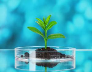 Корни растений могут увлажнять почву