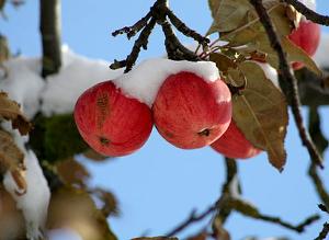 Зимостойкие сорта плодовых деревьев: яблоня, груша, слива, вишня, черешня