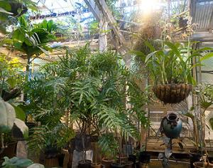 Растения подарили британскому биологу жизнь