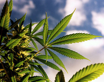 Россия будет выращивать коноплю курительные смеси марихуана