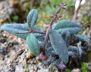 Растение само зарывает свои семена в землю