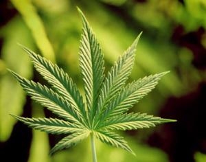 В России будут выращивать коноплю, но неизвестно, какую