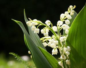 Установлены новые таксы за порчу растений из Красной книги