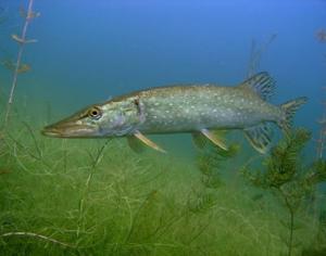 Музей Щуки появился под Тверью