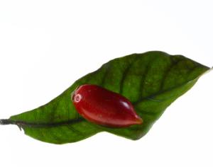 Разгадан секретный код магической ягоды