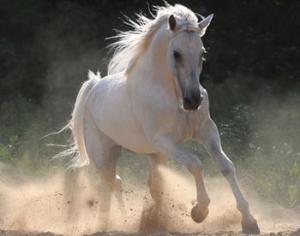 В Москве проходит конная выставка <strong>Эквирос</strong>