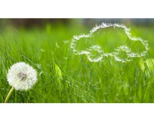 В Минске придумали эко-парковки