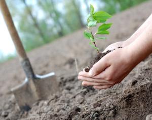 Первой посадкой на питерской интернет-аллее стало дерево Стива Джобса