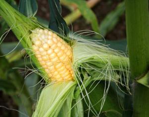 Ген кукурузы поможет просу