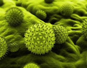 Пыльца растений может управлять климатом