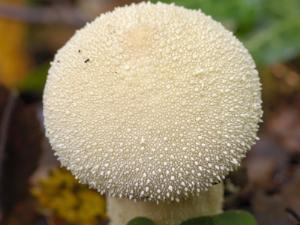 В Пермском крае найден гриб весом 12 килограммов