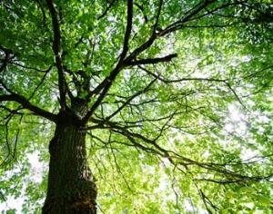 Политехнический музей обрастет деревьями