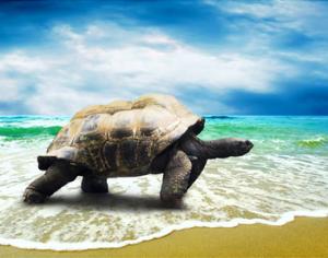 От глобального потепления тают не только льды, но и животные